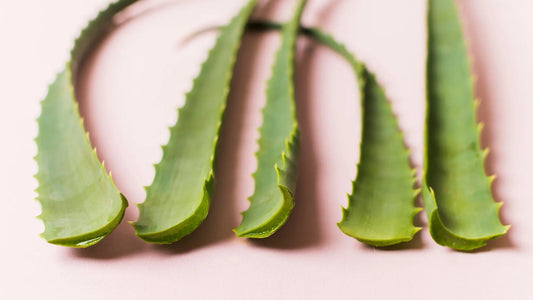 Aloe e avena …sollievo da stress e prurito - HAIRMED